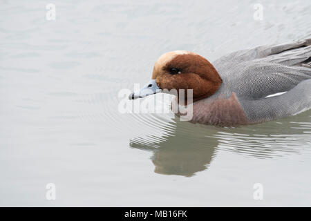 Gros plan d'une natation homme fuligule milouin (Aythya ferina) Banque D'Images