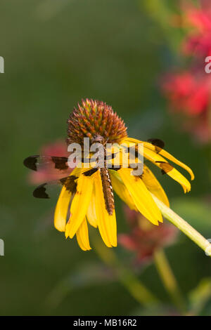 06649-003.17 Plathemis lydia commun (cerf) femelle jaune sur l'échinacée (Echinacea paradoxa) dans jardin Marion Co. IL Banque D'Images