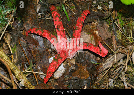 Clathrus archeri, connu sous le nom de octopus phalle impudique, ou des doigts du diable, est un champignon d'Australie qui sent la chair putride. Photo prise en Espagne. Banque D'Images