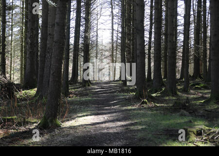 À l'embargo vendredi 6 avril 0001 Ballypatrick Forest en Co Antrim où le corps de 18 ans, Maria Hauser a été trouvé d'Inga le 20 avril 1988. Banque D'Images