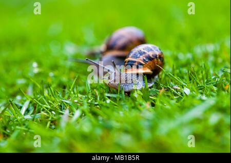 Les escargots de jardin ensemble de jardin herbe humide rampant Banque D'Images