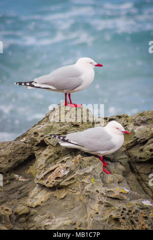 Le red-billed gull (Chroicocephalus novaehollandiae scopulinus), une fois aussi connu comme le goéland, le maquereau est originaire de Nouvelle-Zélande. Banque D'Images