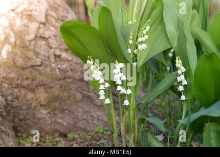 Fleurs en forme de cloche blanc suspendu à partir du muguet dans la forêt en croissance Banque D'Images