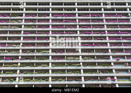 Vue sur les bougainvillées roses plantées sur des rangées de balcons à Marina Bay Sands, Singapour, Asie du Sud-est Banque D'Images