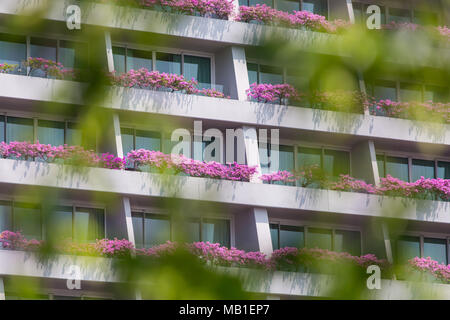 Architecture de Marina Bay Sands planté de couleur rose Bougainvillea, Singapour, Asie du Sud-est Banque D'Images