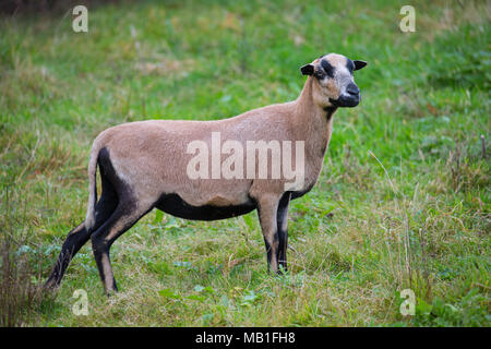 Cameroun, brebis Moutons Moutons de race domestiquée à partir de l'Afrique de l'Ouest dans la région de Meadow Banque D'Images