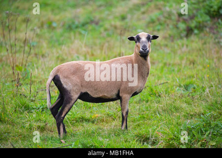 Cameroun, brebis Moutons Moutons de race domestiquée à partir de l'Afrique de l'Ouest dans la région de Meadow Banque D'Images