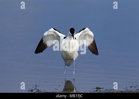 Avocette élégante (Recurvirostra avosetta) dans les eaux peu profondes les ailes battantes Banque D'Images