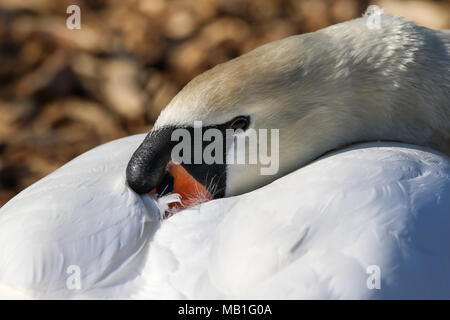 Gros plan Royaume-Uni sauvage muet cygne (Cygnus olor) isolé à l'extérieur, cou tourné, bec caché derrière dans des ailes blanches, bouton basal noir visible. Cygnes britanniques. Banque D'Images