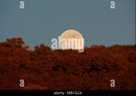 En même temps, coucher de soleil et lever de lune dans le Parc Naturel de Andújar y Sierra Morena, Espagne. Banque D'Images