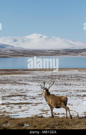 Red Deer stag en paysage Sutherland Banque D'Images