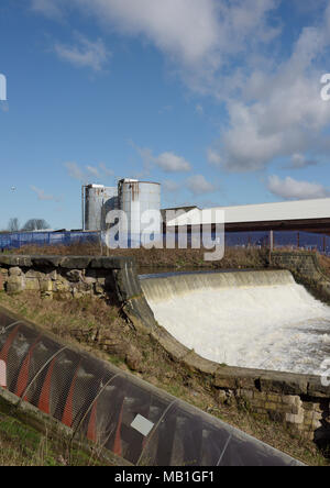 Weir sur la rivière irwell provoquant un écoulement turbulent d'eau en aval, deux silos bleus et des bâtiments industriels sur la rive, radcliffe bury lancashire royaume-uni Banque D'Images