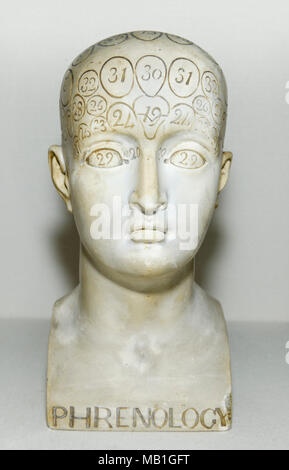 Modèle de Phroenologie du 19th siècle, Harvard Medical School Banque D'Images