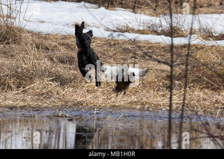 Caniche noir chasse le canard Banque D'Images