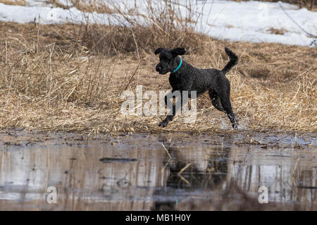 Caniche noir chasse le canard Banque D'Images