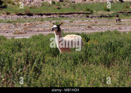 Un lama fait paître dans un champ à Antofagasta, Désert d'Atacama, Chili Banque D'Images