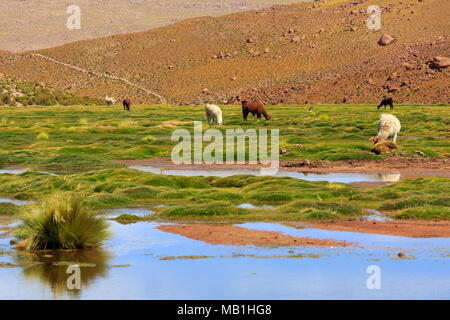 Les lamas paître dans un champ de Machuca, Désert d'Atacama, Chili Banque D'Images