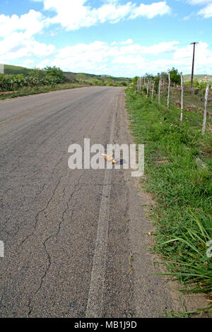Chien mort, Road PB-073, Paraiba, Brazil Banque D'Images