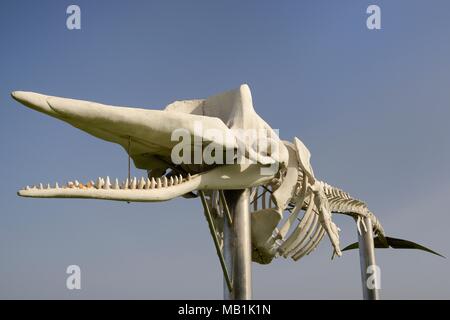 Squelette d'un cachalot (Physeter macrocephalus) sur le front de mer à Jandia Playa, l'une d'un certain nombre de baleines échouées exposées autour de Fuerteventura Banque D'Images