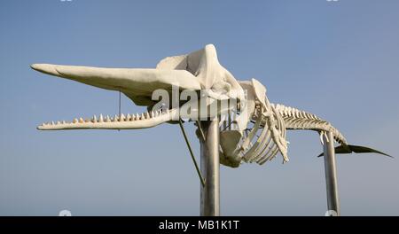 Squelette d'un cachalot (Physeter macrocephalus) sur le front de mer à Jandia Playa, l'une d'un certain nombre de baleines échouées exposées autour de Fuerteventura Banque D'Images