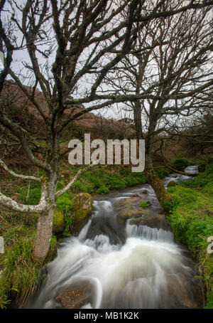 Une belle chute d'eau ou d'une rivière à travers la colline et fonctionnant dans une descente. Cascade chute d'eau ou à l'cot valley porthnanven cove, Cornwall Banque D'Images