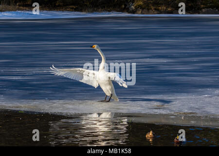 Cygne chanteur clapote et séchage des ailes dans un lac gelé en partie dans l'ouest de la Norvège Banque D'Images