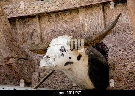 Tana Toraja - une tête de buffle en bois est souvent mis sur le Tongkonan maisons et granges de riz. Du sud de Sulawesi, Indonésie. Banque D'Images