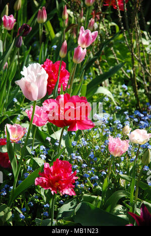 Différents types de fleurs de printemps tulipes, tulipes perroquet, rouge, rose et blanc Banque D'Images