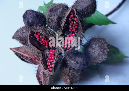 Achiote, rocou, Arbre de rouge à lèvres, Urucum Bixa orellana, branche avec fruits, Département de la Rua Nova, Belém, Paraíba, Brésil, Banque D'Images