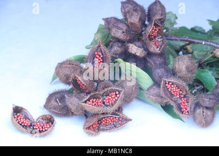 Achiote, rocou, Arbre de rouge à lèvres, Urucum Bixa orellana, branche avec fruits, , Département de la Rua Nova, Belém, Paraiba, Brazil Banque D'Images