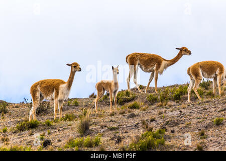 Petit groupe de vigognes, dont un jeune, le pâturage dans les landes du Chimborazo Banque D'Images