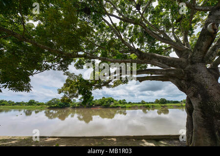 Vue de la rivière Magdalena entourée d'arbres à Mompox, Colombie. Banque D'Images