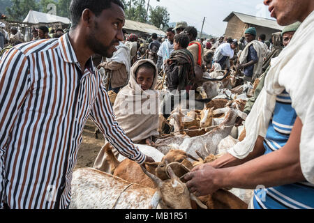 Lalibela, Éthiopie - 6 janvier 2018 : Un homme non identifié la vente de chèvres dans le marché de Lalibela Lalibela, Éthiopie. Banque D'Images