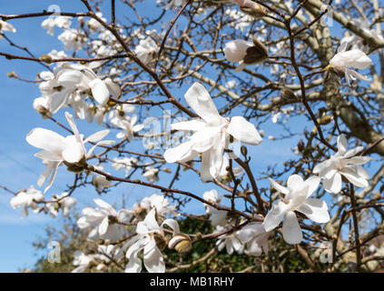 Magnolia stellata (Star Magnolia) floraison au début du printemps avant que ses feuilles se développent, dans le West Sussex, Angleterre, Royaume-Uni. Banque D'Images