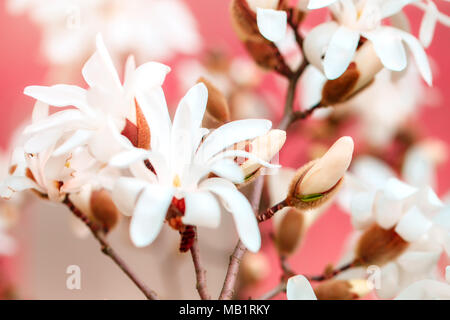 Belle floraison Magnolia à fleurs roses. Arrière-plan de printemps. Banque D'Images