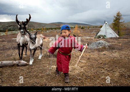 Garçon tsaatan, vêtu d'un deel traditionnel, avec un renne dans une taïga du nord de la Mongolie Banque D'Images