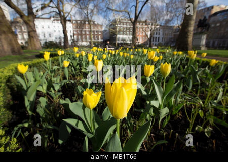 St James's Square, un des quartiers les plus prestigieux de jardin carrés dans l'exclusif quartier de St James's City of Westminster, London, England, UK Banque D'Images