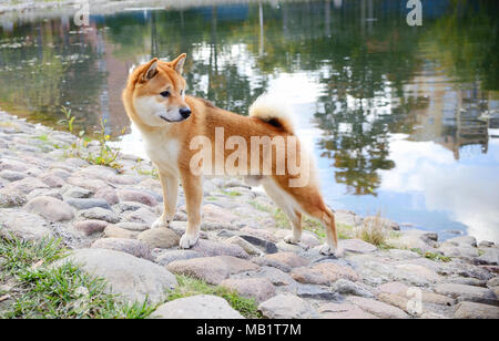 Chien Shiba Inu en pleine longueur Banque D'Images