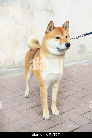 Shiba Inu Banque D'Images