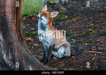 L'urbaine le renard roux, Vulpes vulpes crucigera, photographié à Sutton, Greater London, UK Banque D'Images