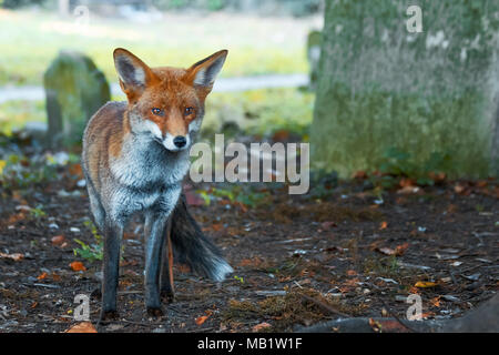 L'urbaine le renard roux, Vulpes vulpes crucigera, photographié à Sutton, Greater London, UK Banque D'Images