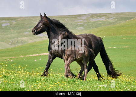 Poney fell mare et son poulain en Cumbria Banque D'Images