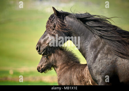 Portrait d'un poney Fell mare Banque D'Images