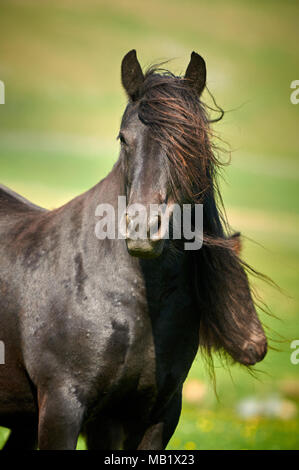 Portrait d'un poney Fell mare Banque D'Images