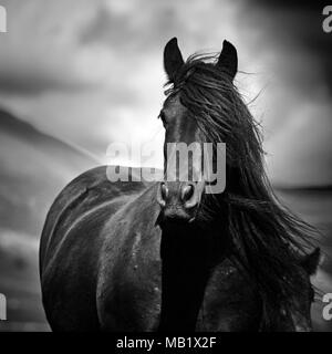 Portrait d'un poney Fell mare Banque D'Images