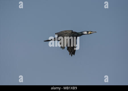 Grand Cormoran (Phalacrocorax carbo) en vol. Banque D'Images