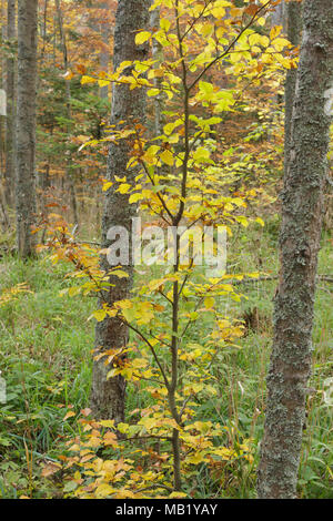 Les pins (Pinus sp.) et le hêtre commun (Fagus sylvatica), de la forêt mixte de l'habitat, le Parc National de Tara, Serbie, octobre Banque D'Images
