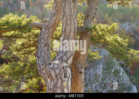 Pins noirs (Pinus nigra) croissant sur les bord de la falaise calcaire, Banjska Stena, Parc National de Tara, Serbie, octobre Banque D'Images