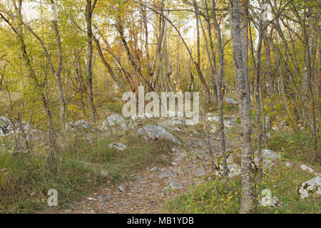 Des arbres, arbustes et rochers calcaires, Banjska Stena, Parc National de Tara, Serbie, octobre Banque D'Images
