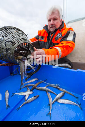 27 mars 2018, l'Allemagne, l'Hoopte : Wilhelm Grube, pêcheur sur la rivière Elbe, processus d'éperlans. Après quatre décennies dans la tâche, Grube craint pour l'avenir, comme ces poissons sont devenus rares. Photo : Philipp Schulze/dpa Banque D'Images